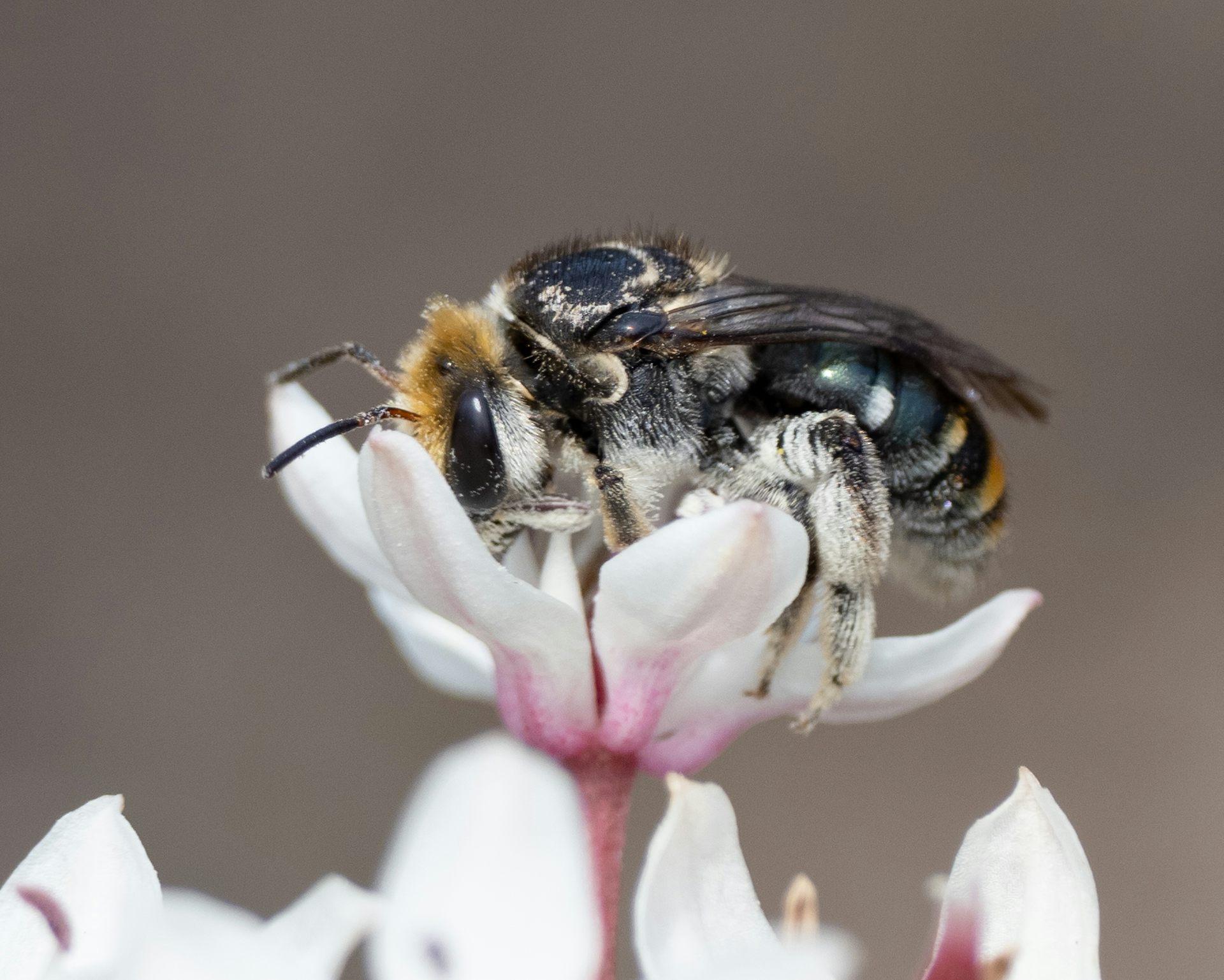 Most bees are solitary and don’t live in hives. Climate change risks them starving