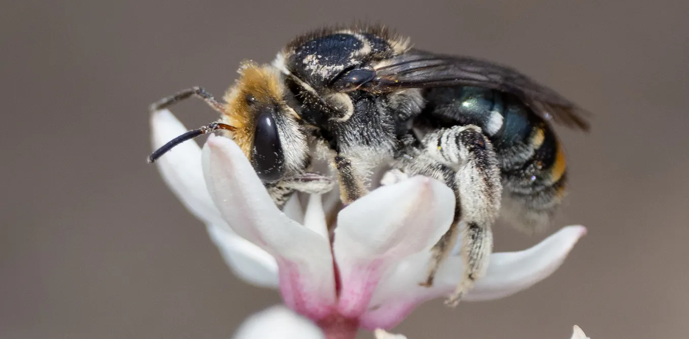 Most bees are solitary and don’t live in hives. Climate change risks them starving Most bees are solitary and don’t live in hives. Climate change risks them starving
