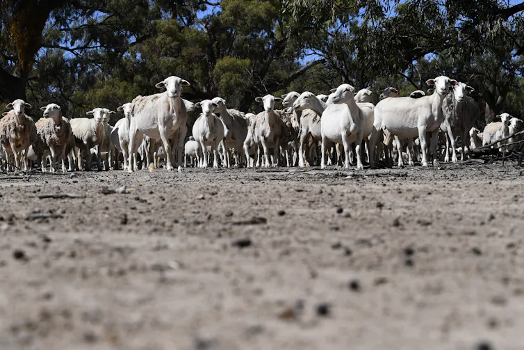 Sheep standing on barren soil