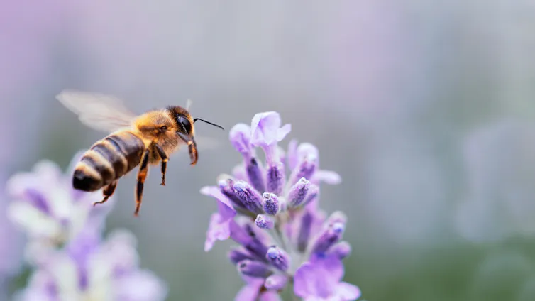 Honey bee pollinating lavender flowers.