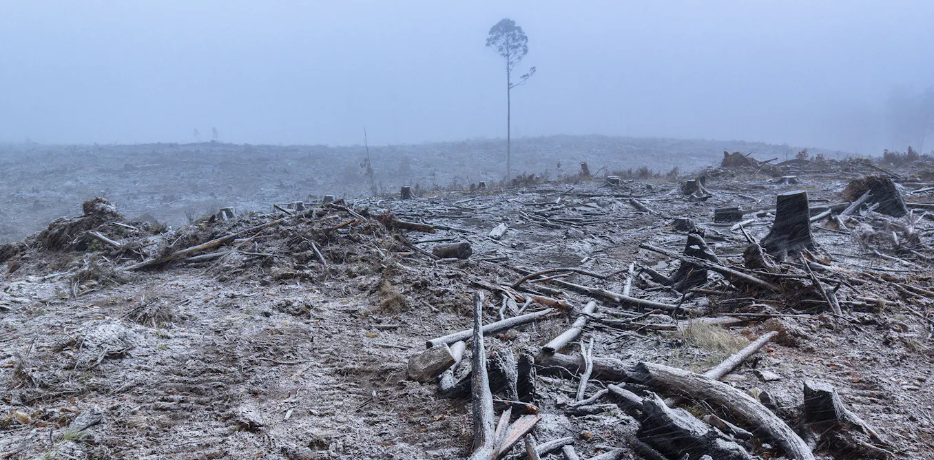 Victoria claims to have stopped native logging. So why is it importing Tasmanian forests? Victoria claims to have stopped native logging. So why is it importing Tasmanian forests?