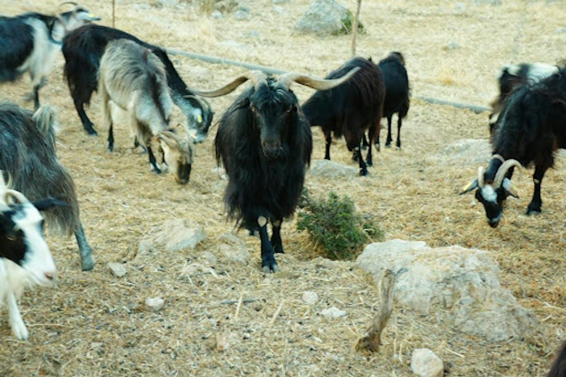 Goats in the Cretan landscape.