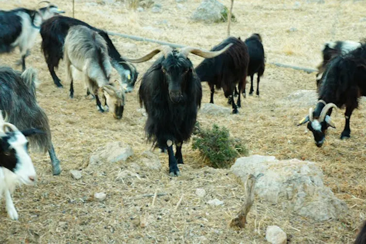Des chèvres en Crète
