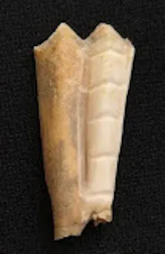Une dent de chèvre