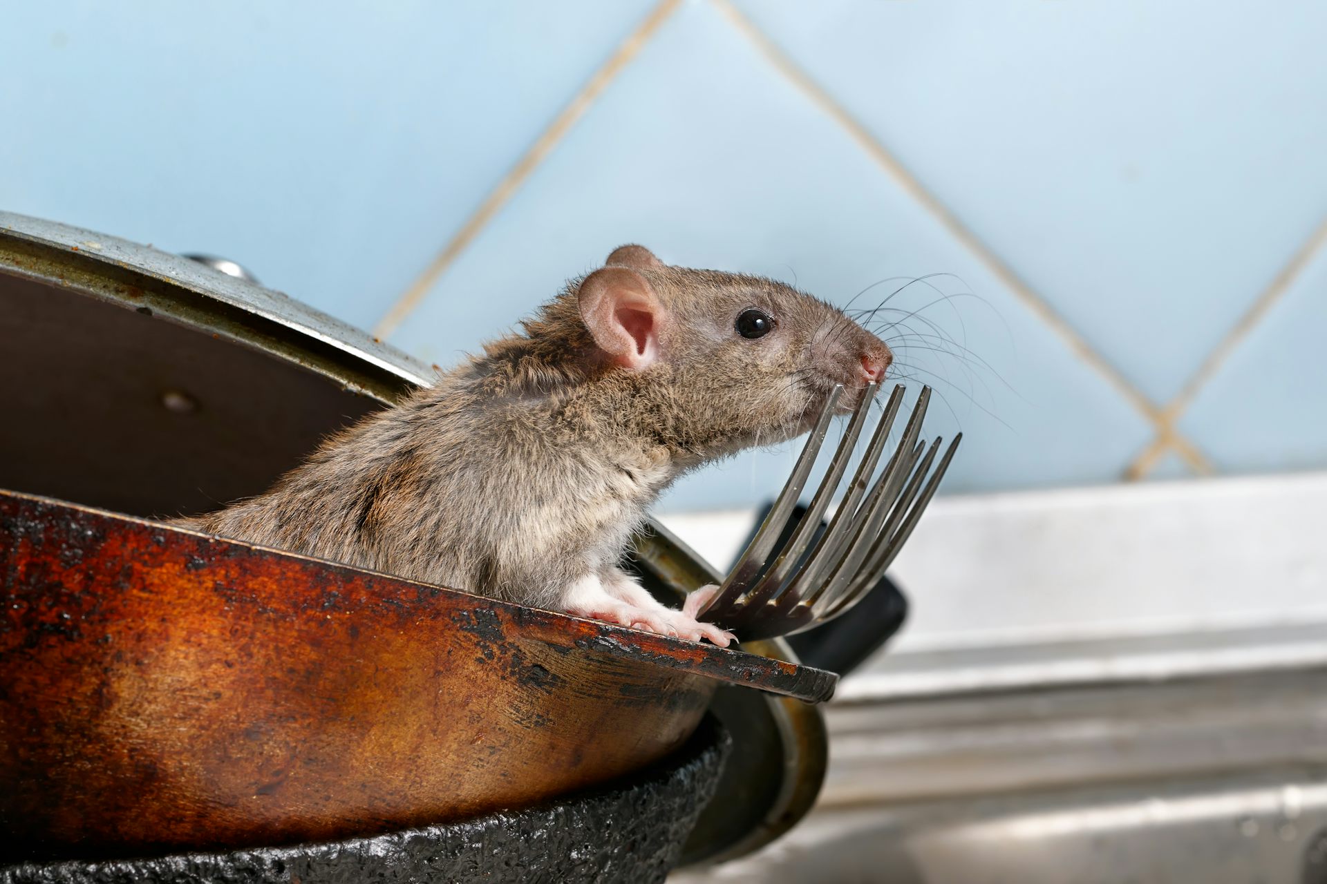 EduWireDaily — The joy of pests: study reveals why rat catchers are so happy in their work