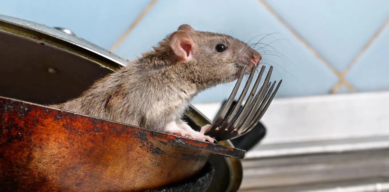 EduWireDaily — The joy of pests: study reveals why rat catchers are so happy in their work