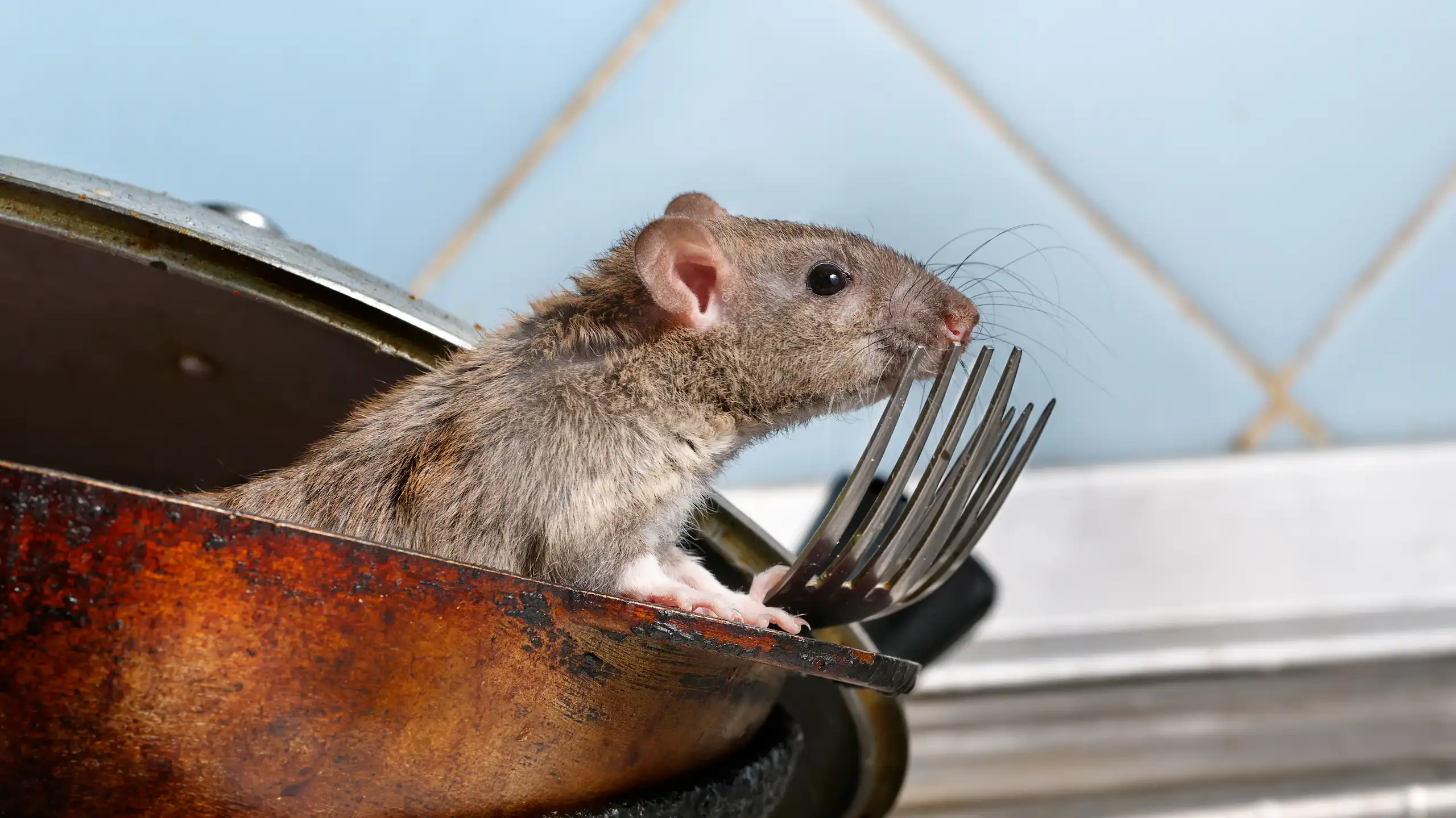 A rat in a pan with cutery.