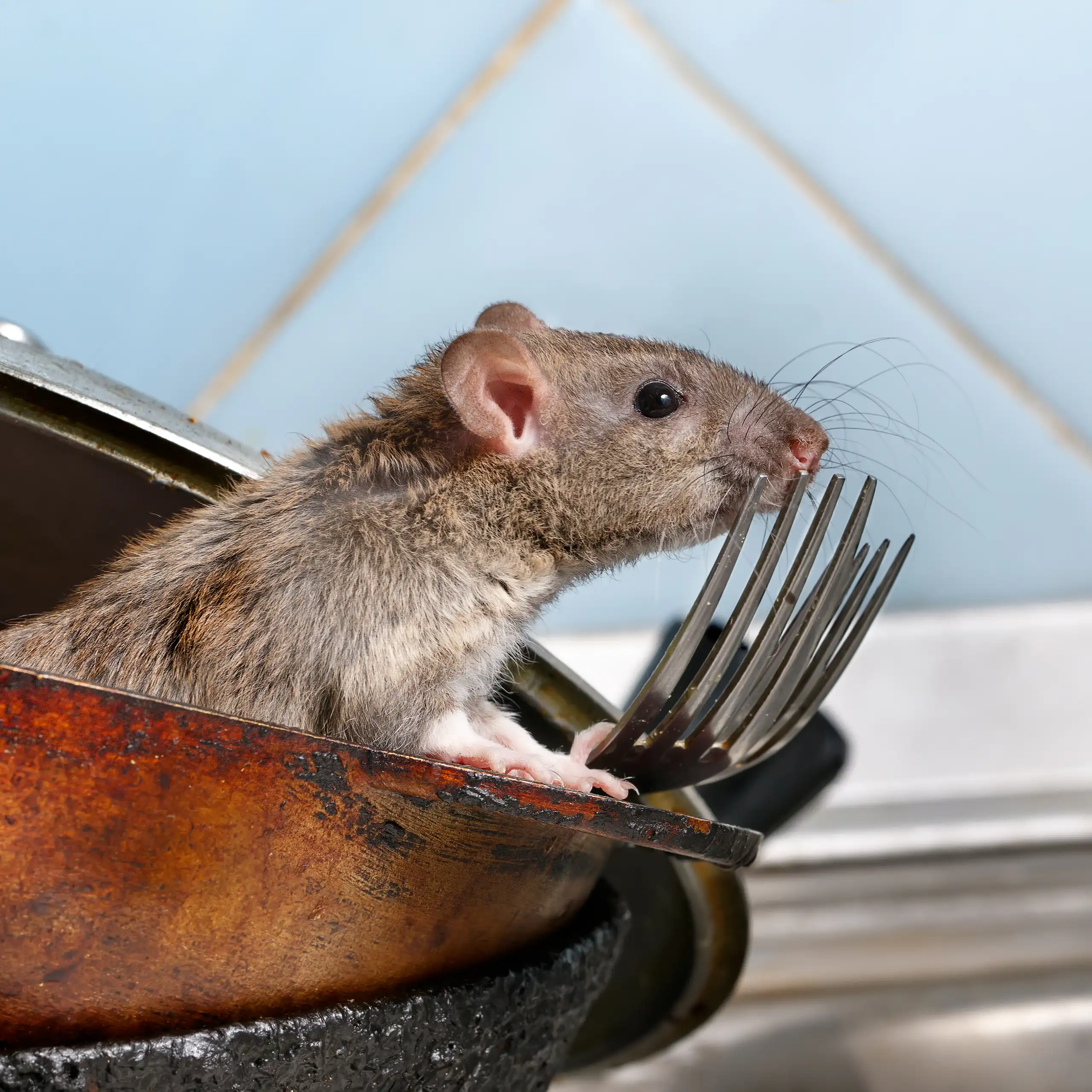 A rat in a pan with cutery.