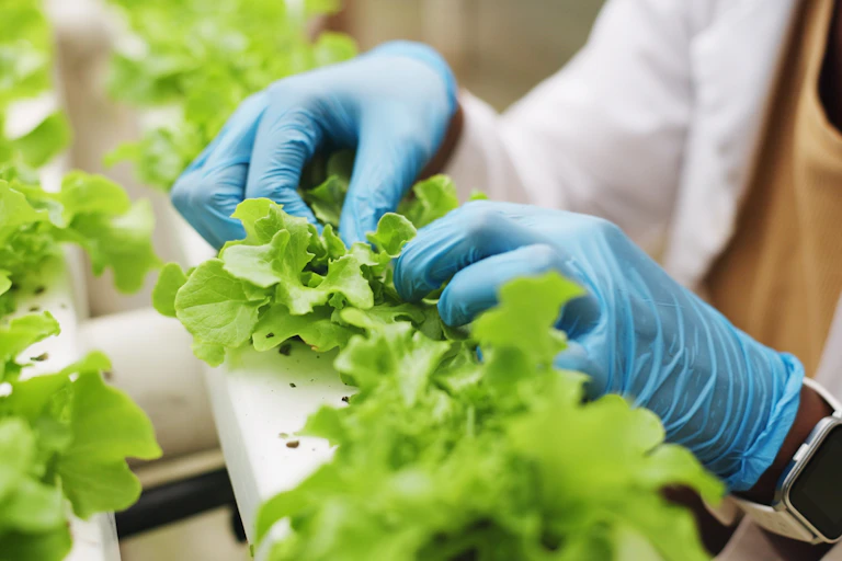 Manos enguantadas manipulando plantas de cultivo