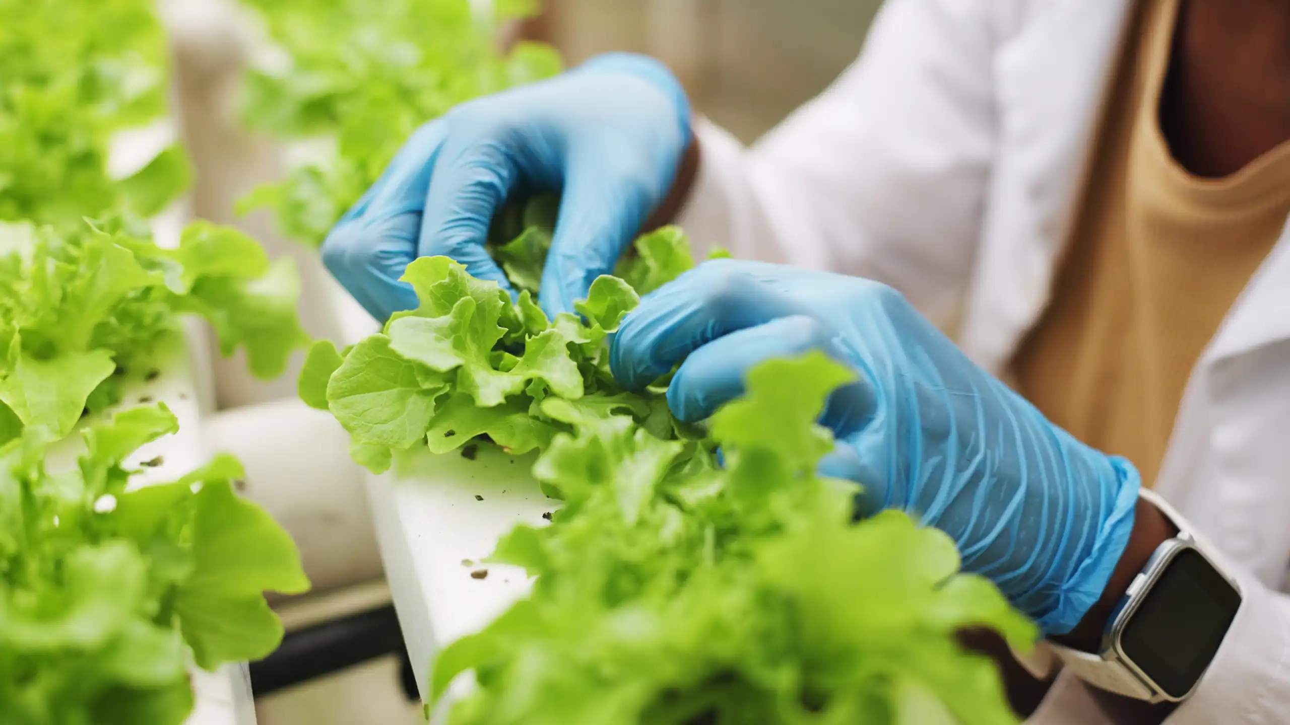Manos enguantadas manipulando plantas de cultivo