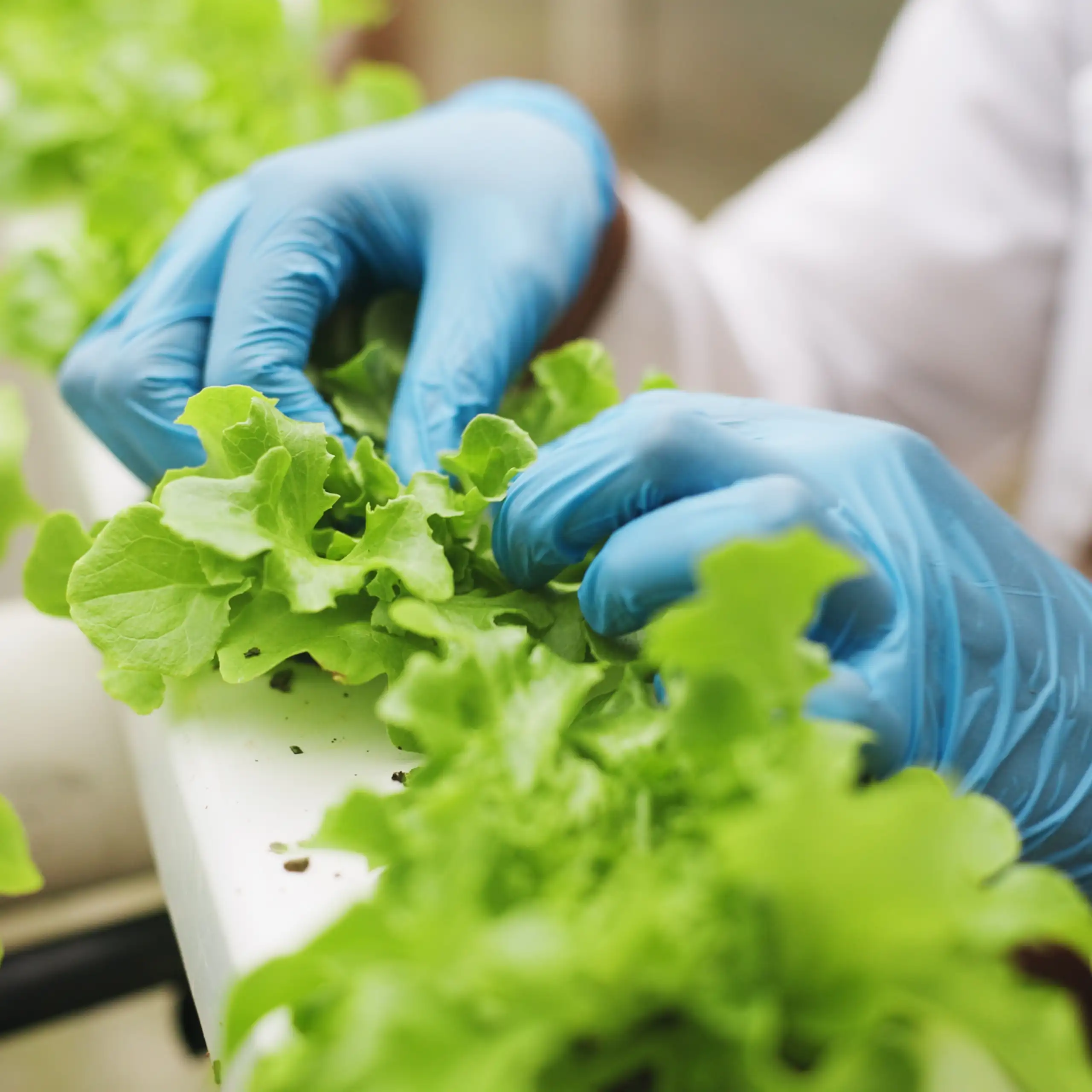 Manos enguantadas manipulando plantas de cultivo