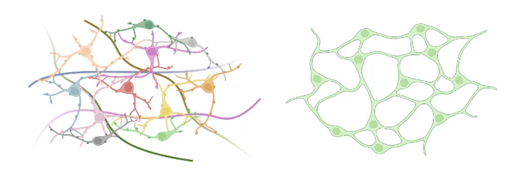 Without or with synapses? The original apprehensive device of ctenophores, or how a 100-year-old clinical debate is re-emerging 1 two diagrams