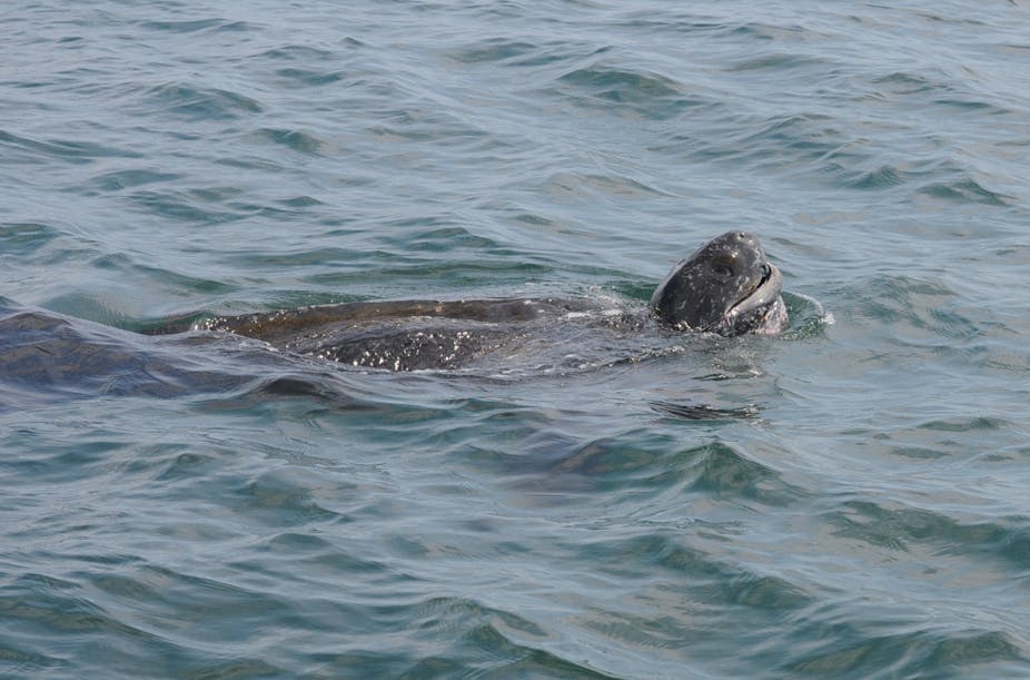https://theconversation.com/leatherback-sea-turtles-use-mysterious-compass-sense-to-migrate-hundreds-of-miles-38519/