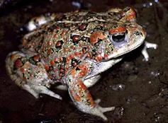 A menudo se traslada a los animales para dar paso a la infraestructura, pero no sabemos qué pasará con ellos a continuación. 1 una rana con piel blanca y patrones rojos, naranjas y oscuros