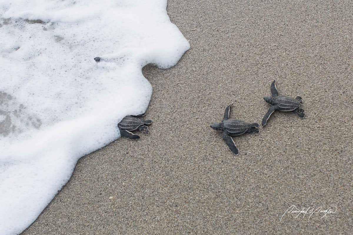 Leatherback sea turtles use mysterious 'compass sense' to migrate ...