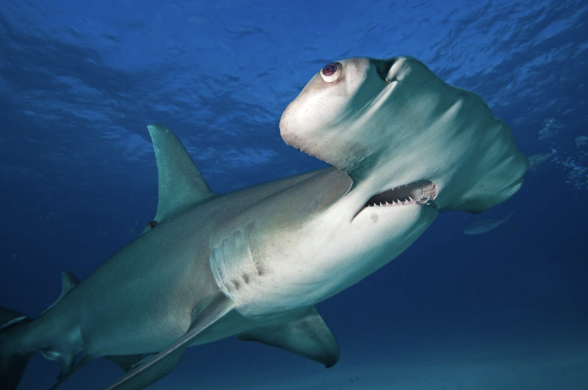Scientists find antidepressant in the brains of sharks off the coast of Rio de Janeiro