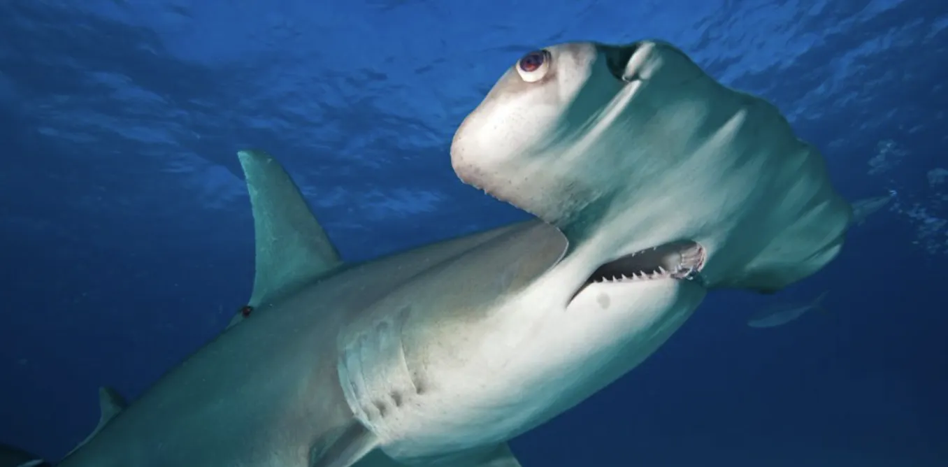 Scientists find antidepressant in the brains of sharks off the coast of Rio de Janeiro Scientists find antidepressant in the brains of sharks off the coast of Rio de Janeiro