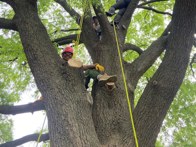 Three people are seen sitting high in a tree with thick limbs and green leaves. A yellow rope dangles down from the tree.