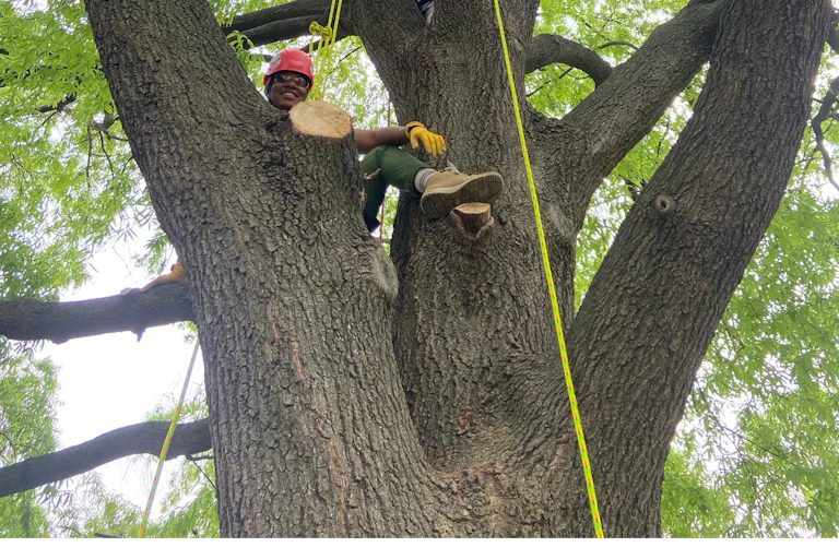 Three people are seen sitting high in a tree with thick limbs and green leaves. A yellow rope dangles down from the tree.
