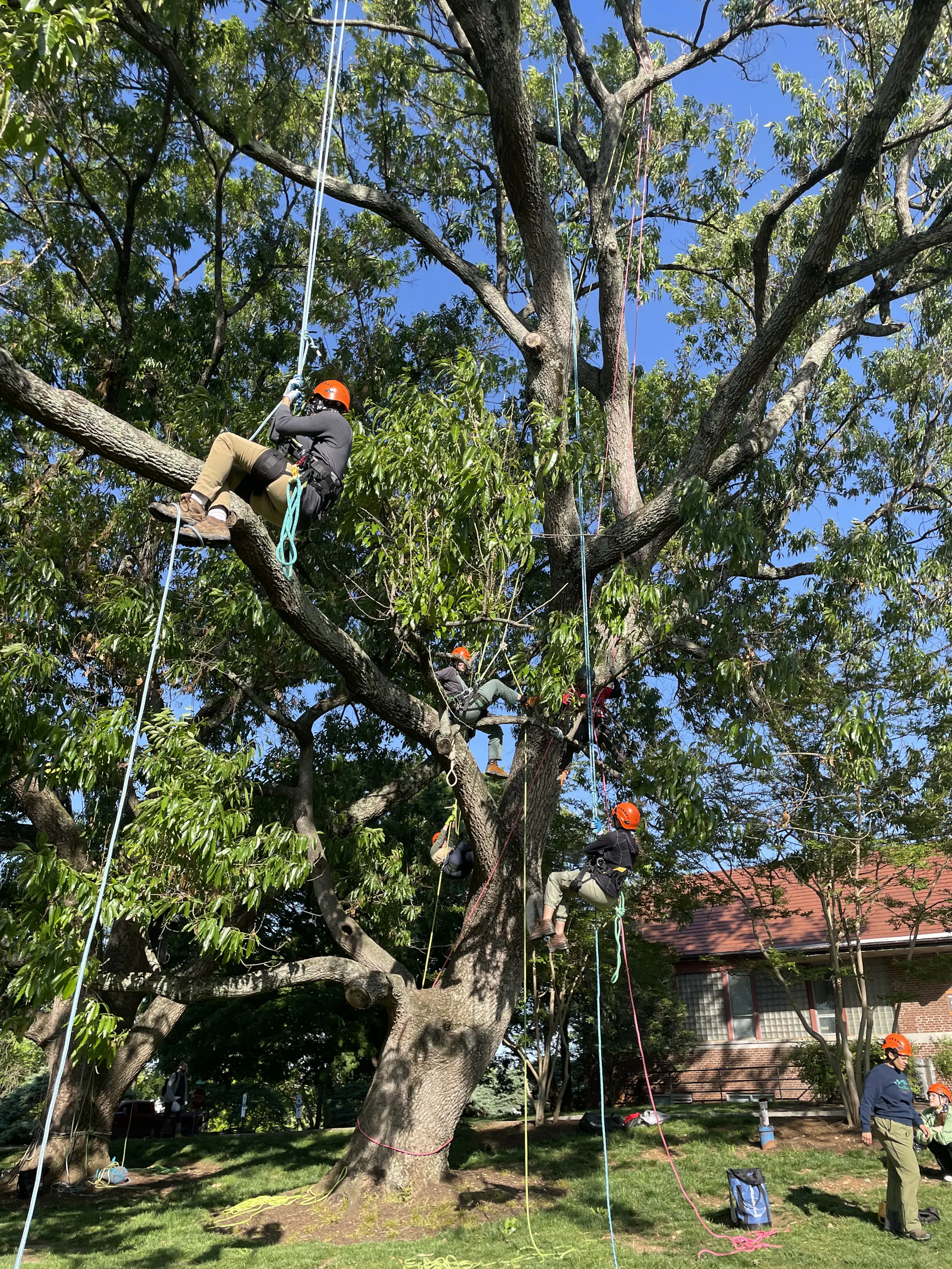 Several people hang from ropes that are connected to a wide tree with green leaves.