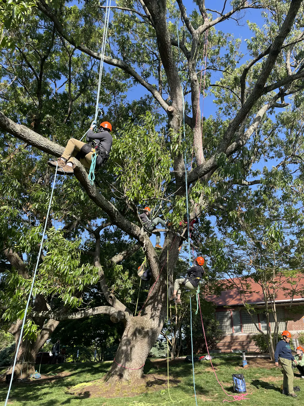 Students branch out and climb trees to learn up close how to care for ...