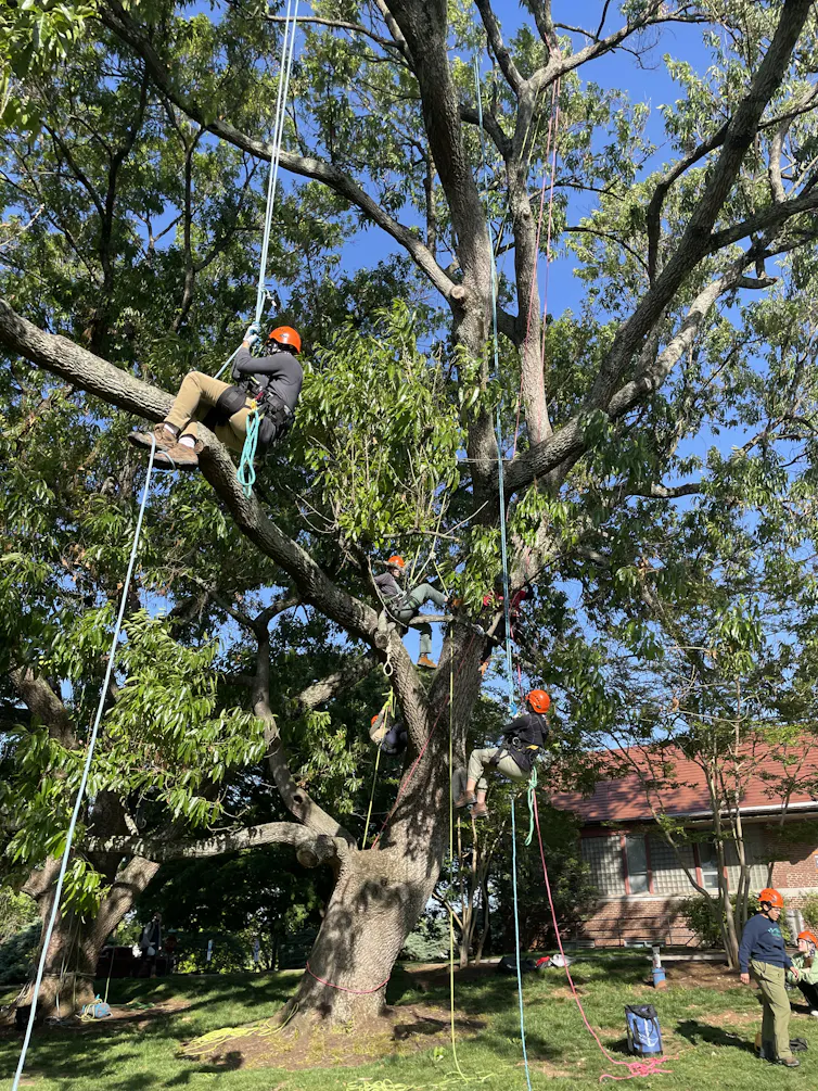 Several people hang from ropes that are connected to a wide tree with green leaves.