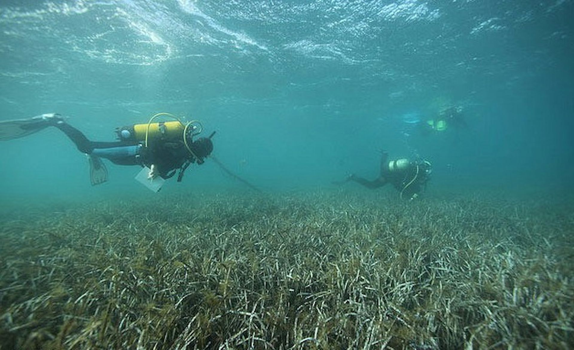 100 000 Year Old Seagrass Could Be The World S Oldest Organism