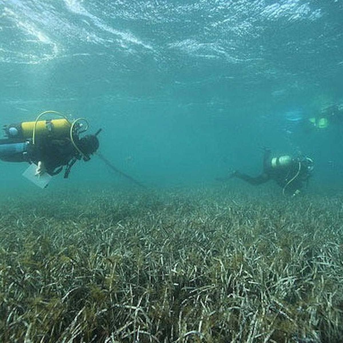 100 000 Year Old Seagrass Could Be The World S Oldest Organism 100 000 Year Old Seagrass Could Be The World S Oldest Organism