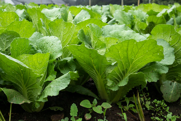 Des laitues _Lactuca Sativa_.