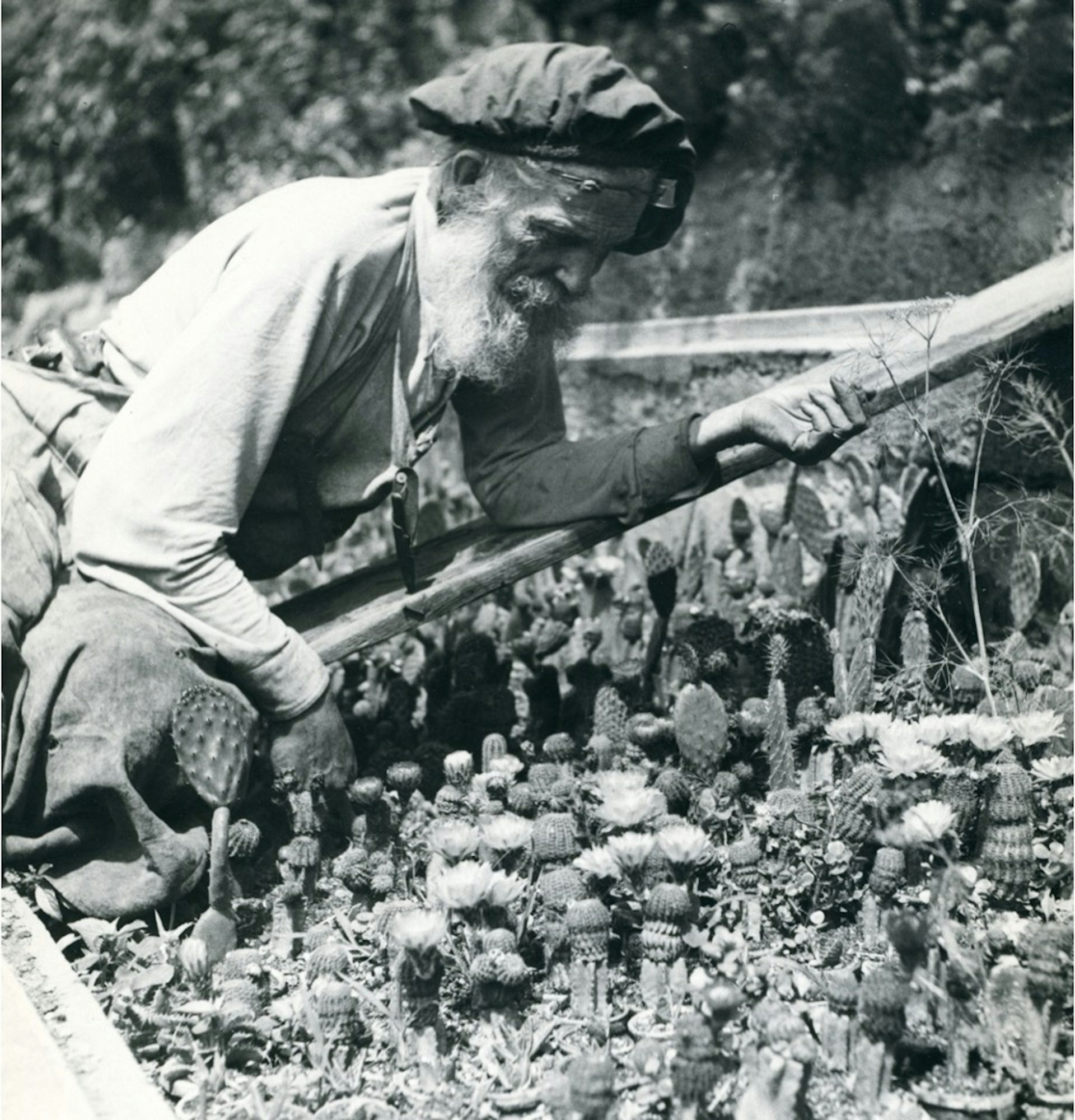 Fric with cactuses