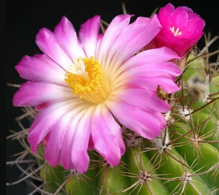 colourful cactus flower