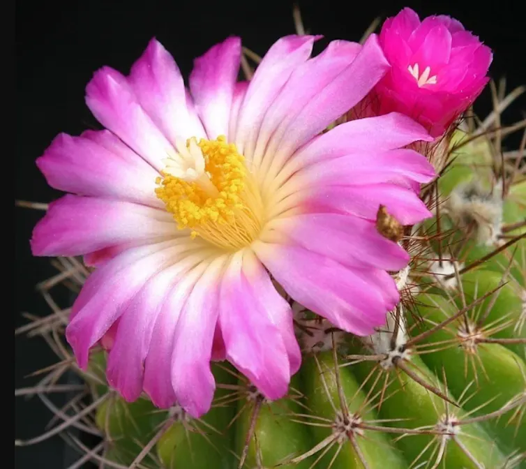 colourful cactus flower