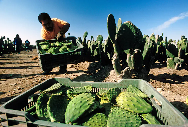 The odd historical past of Czech cactus hunters – and why some see themselves as Robin Hood figures 4 People harvesting cactus
