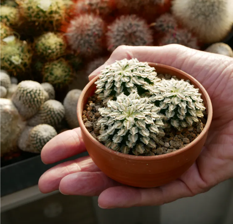 Man holds cactus