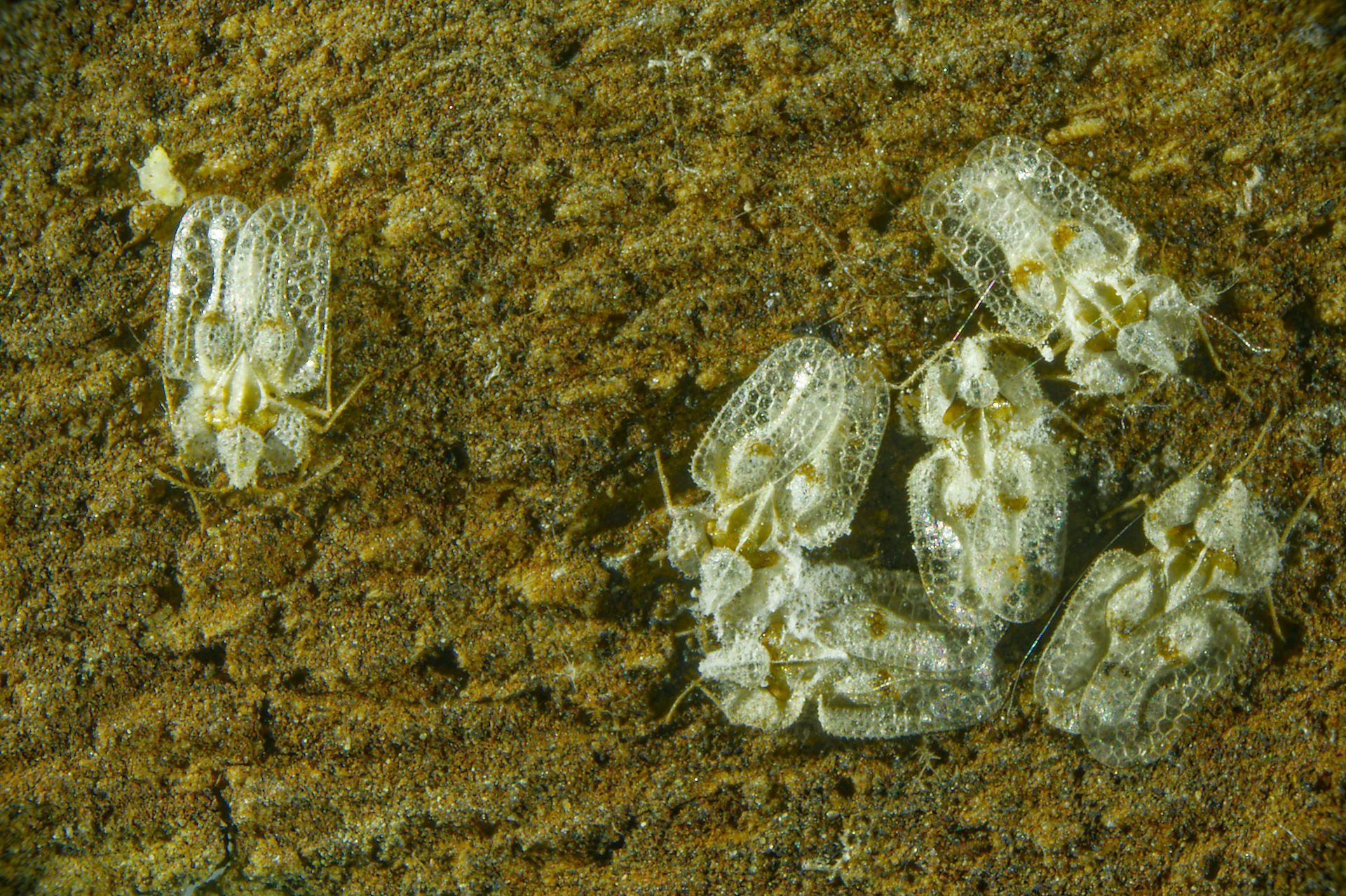Photo d’un rassemblement d’adultes de tigres du platane (Corythuca ciliata), sur un platane du Jardin des Plantes, en février 2026