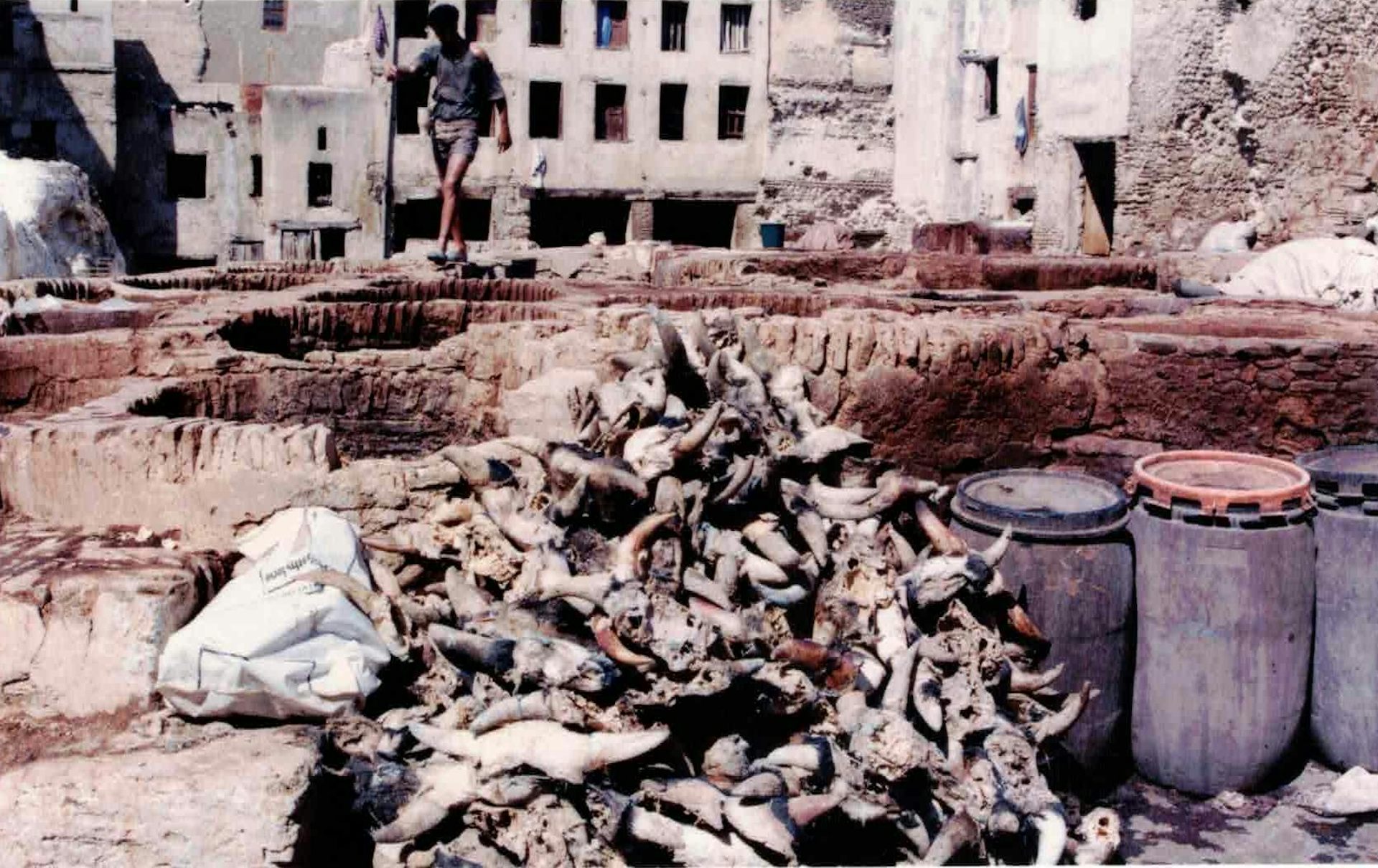a pit of rotting goat heads