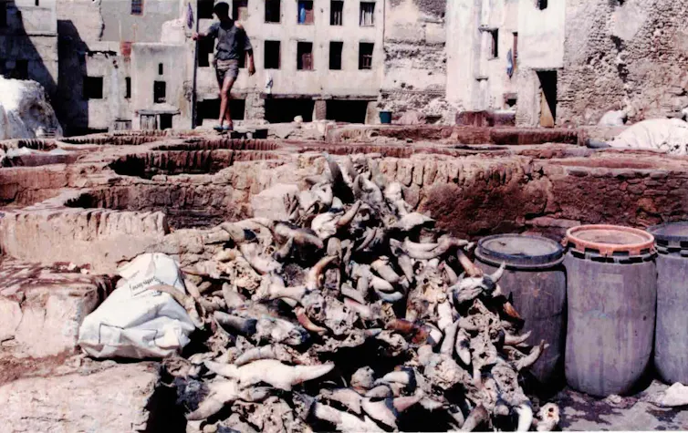 a pit of rotting goat heads