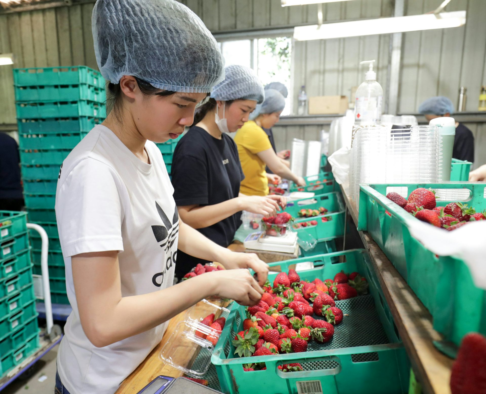 A row of women in hairnets sort through strawberries