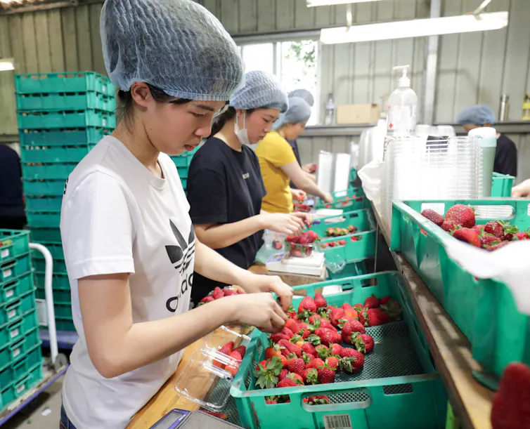 A row of women in hairnets sort through strawberries