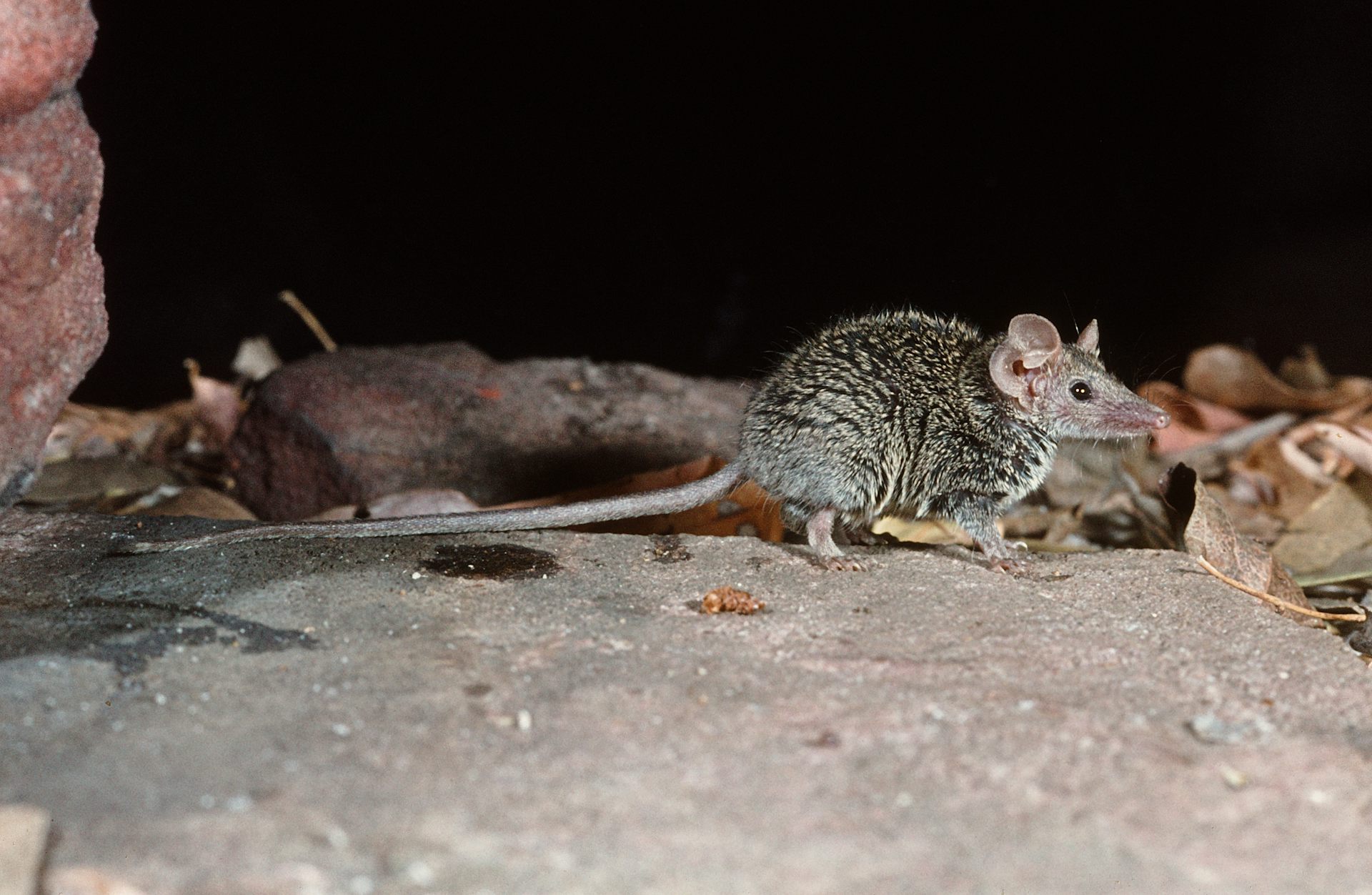 We checked 2000 museum specimens and discovered a tiny new ‘ferocious’ Australian mammal