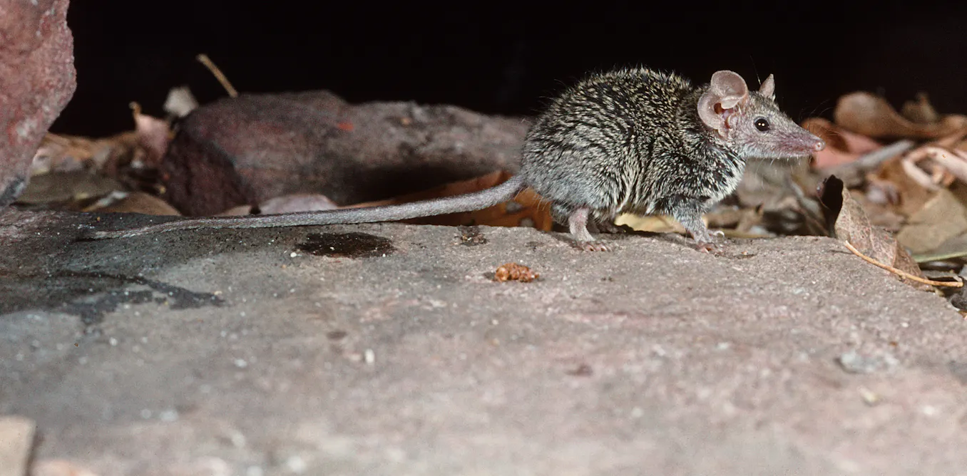We checked 2000 museum specimens and discovered a tiny new ‘ferocious’ Australian mammal We checked 2000 museum specimens and discovered a tiny new ‘ferocious’ Australian mammal