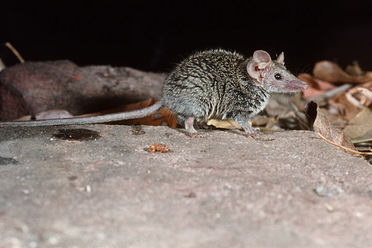 A small, mouse-like planigale on a rock.