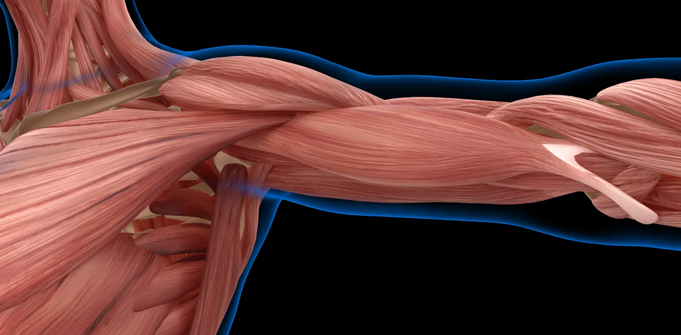 Electric Motors Can Simulate Muscle Coordination, Paving the Way for Advanced Robotics Electric Motors Can Simulate Muscle Coordination, Paving the Way for Advanced Robotics