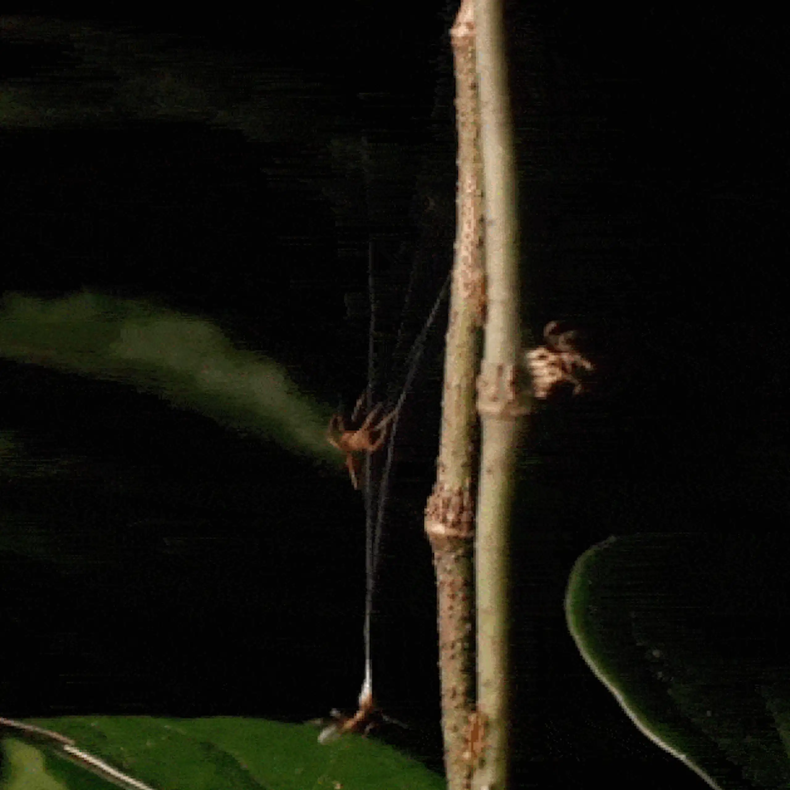 Una hormiga obrera verde muerde una trampa de tela y es lanzada hacia la red central de una araña ballesta.