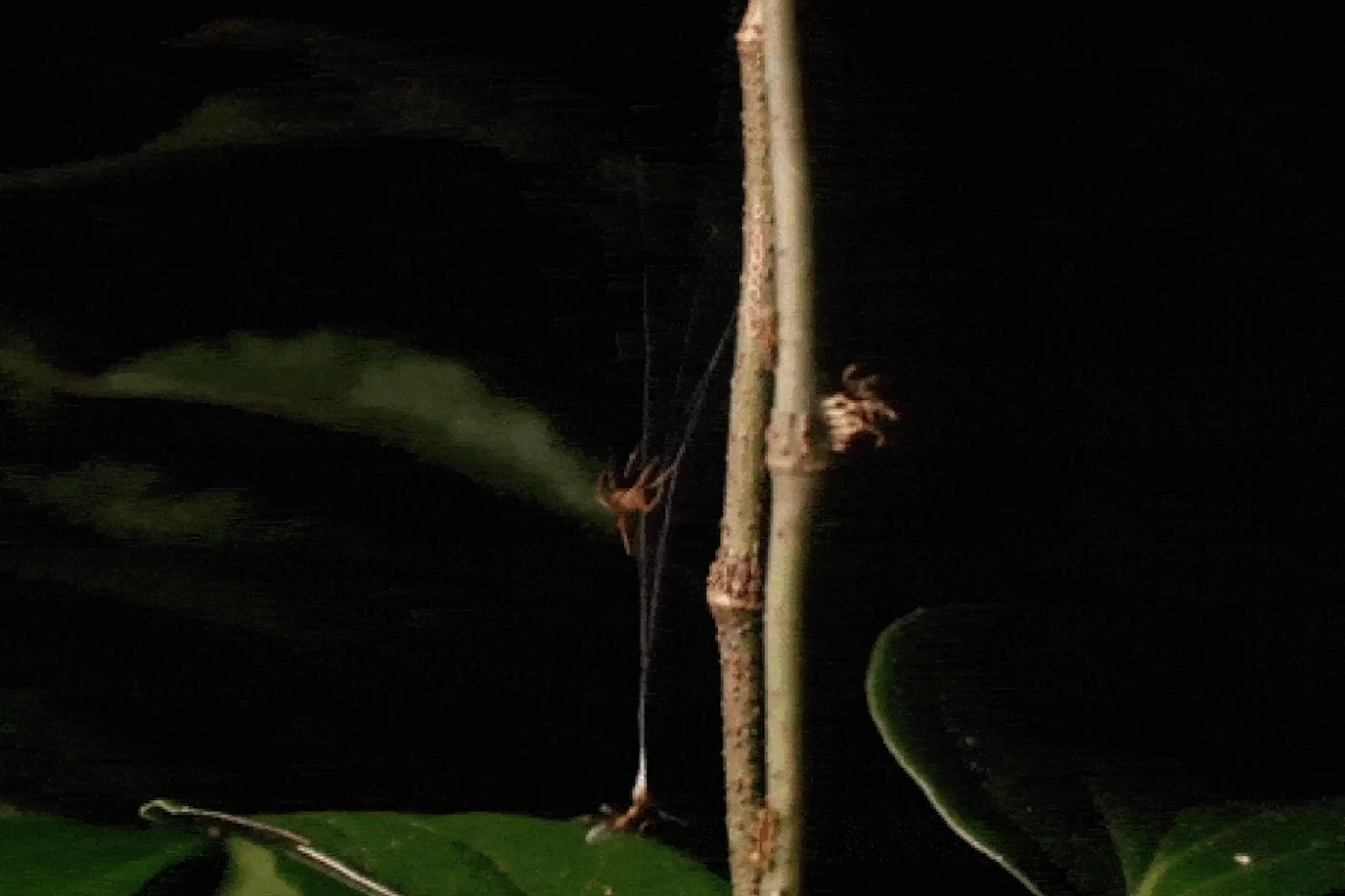 Una hormiga obrera verde muerde una trampa de tela y es lanzada hacia la red central de una araña ballesta.