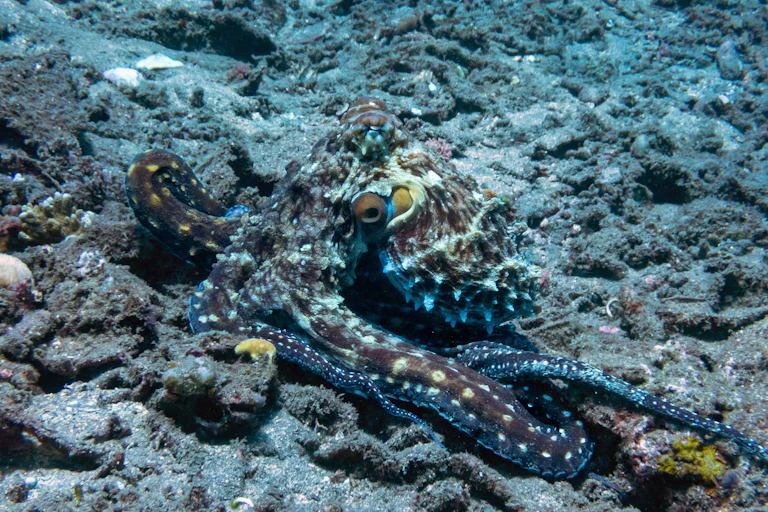 Un pulpo de color azul camuflado