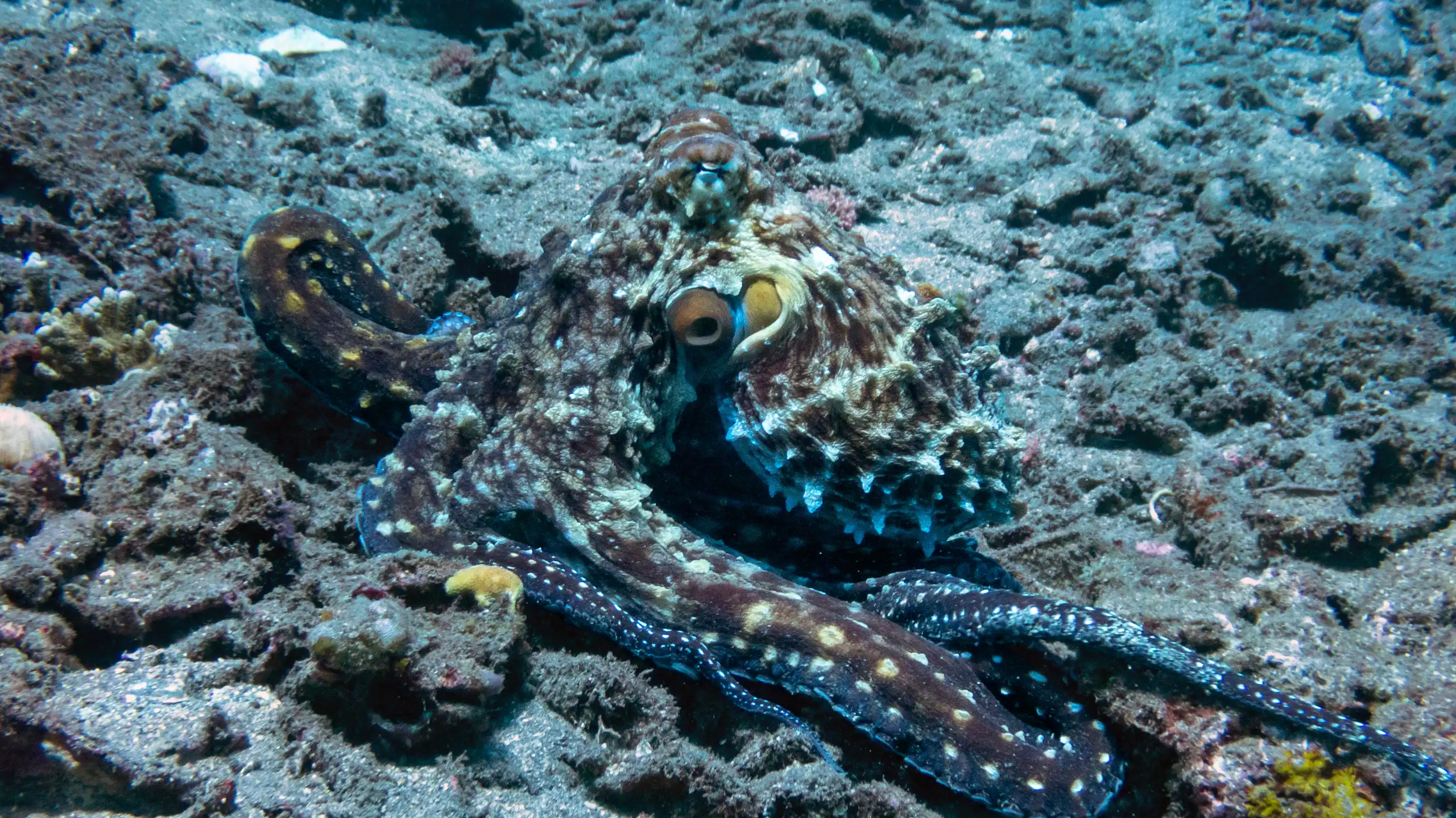 Un pulpo de color azul camuflado
