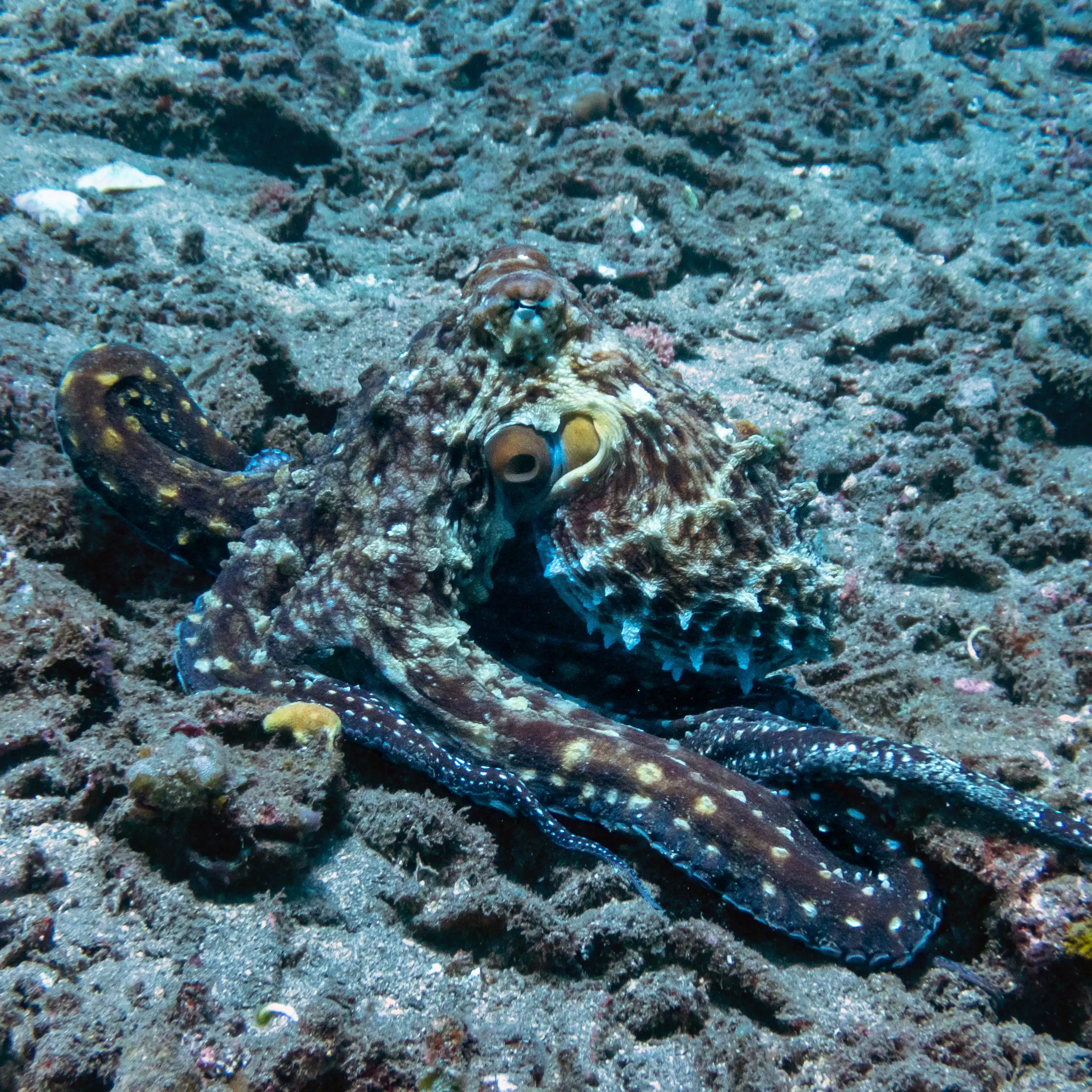 Un pulpo de color azul camuflado