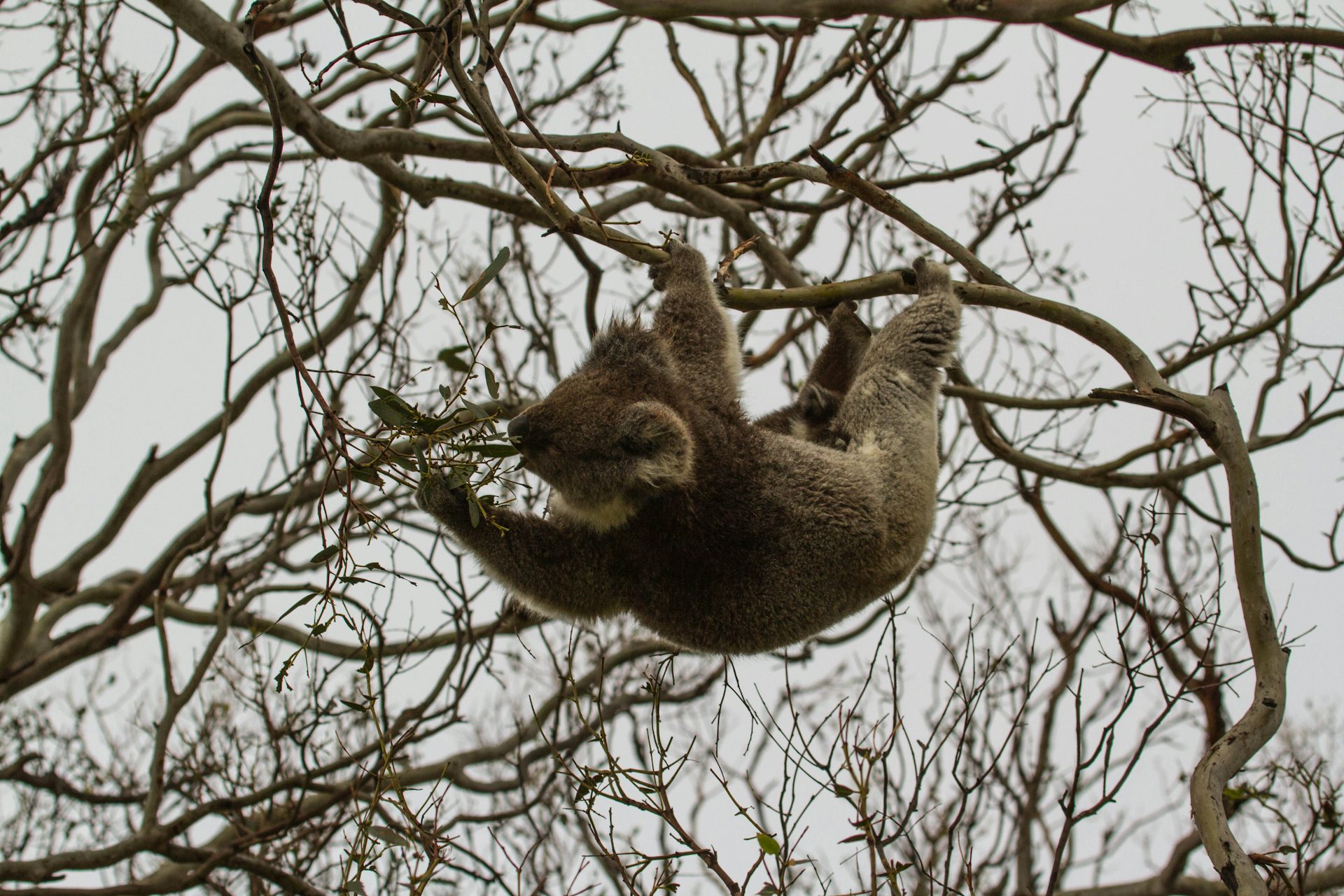 Victorian Koalas Are Eating Themselves Out Of House And Home
