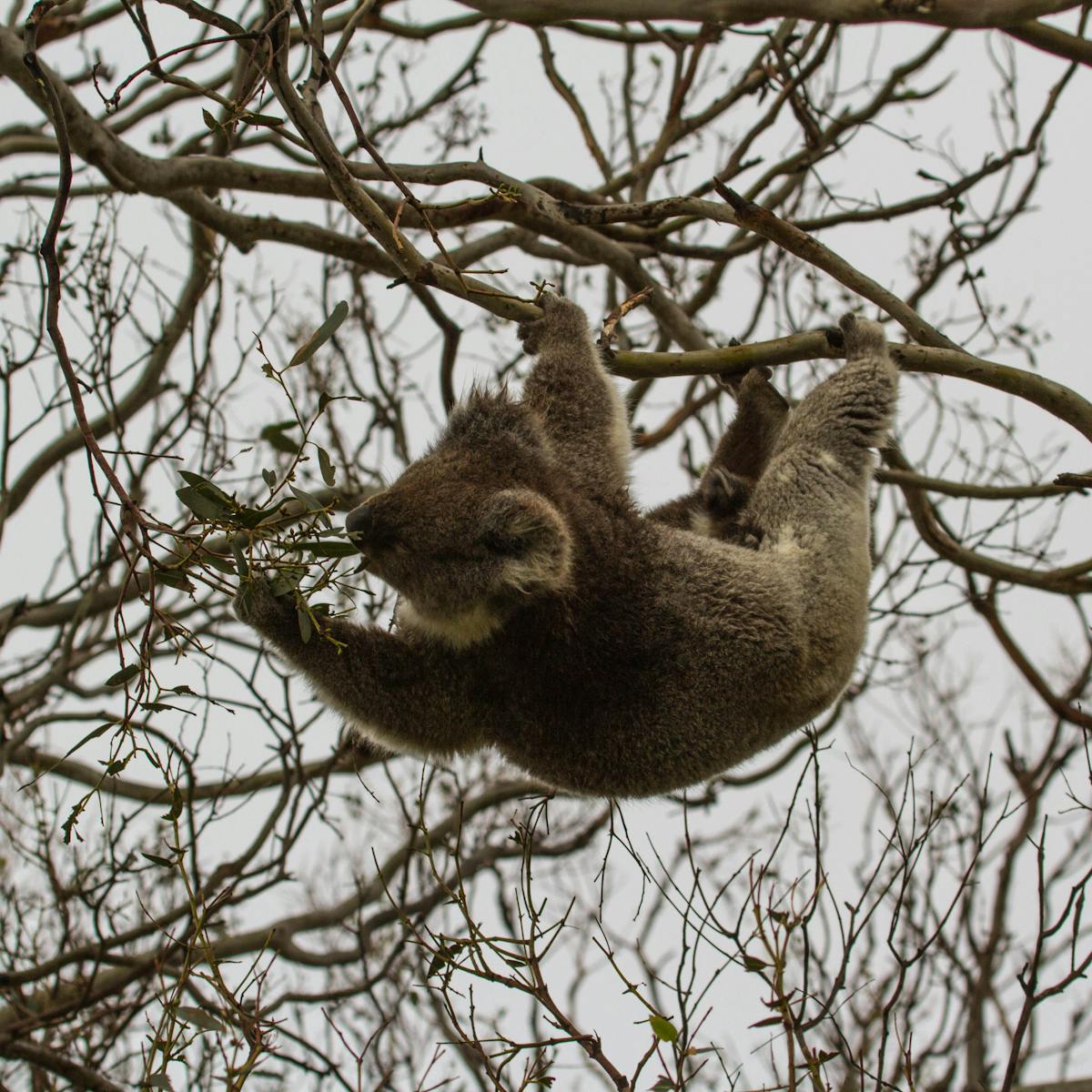 Victorian Koalas Are Eating Themselves Out Of House And Home
